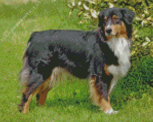 Black Tri Australian Shepherd Diamond Painting