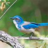 California Scrub Jay Diamond Painting