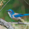 California Scrub Jay Diamond Painting