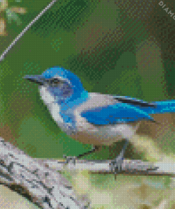 California Scrub Jay Diamond Painting