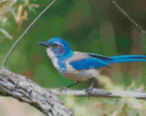 California Scrub Jay Diamond Painting