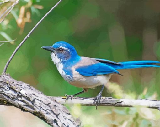 California Scrub Jay Diamond Painting