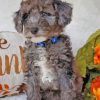 Cute Silver Goldendoodle Puppy Diamond Painting