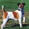 Fox Terrier Dog Diamond Painting