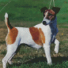 Fox Terrier Dog Diamond Painting