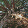 Giant Sequoia Tree Diamond Painting