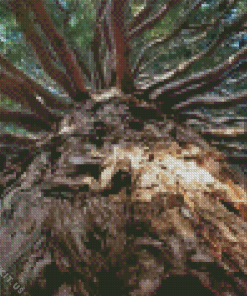 Giant Sequoia Tree Diamond Painting