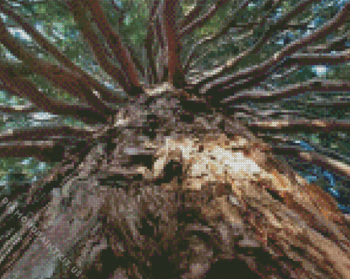 Giant Sequoia Tree Diamond Painting