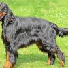 Gordon Setter Diamond Painting