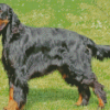 Gordon Setter Diamond Painting