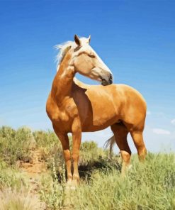 Kiger Mustang Horse Diamond Painting