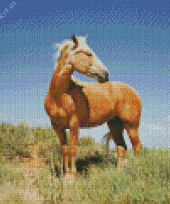 Kiger Mustang Horse Diamond Painting