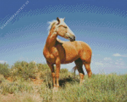 Kiger Mustang Horse Diamond Painting