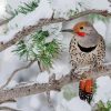 Northern Flicker In Winter Diamond Painting