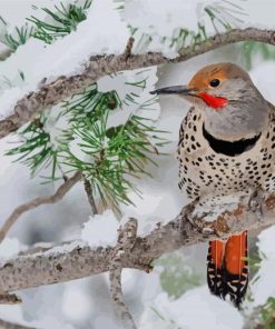 Northern Flicker In Winter Diamond Painting