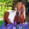 Shetland Pony Animal Diamond Painting