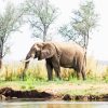 African Zambezi River Diamond Painting