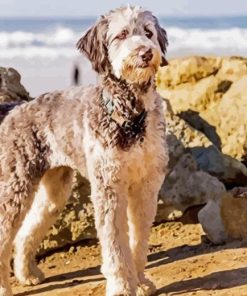 Aussiedoodle Diamond Painting