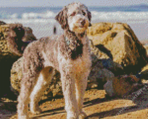 Aussiedoodle Diamond Painting