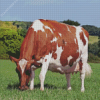 Red Ayrshire Cattle Diamond Painting