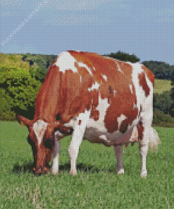 Red Ayrshire Cattle Diamond Painting