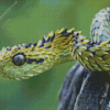 Bush Viper Diamond Painting