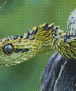 Bush Viper Diamond Painting