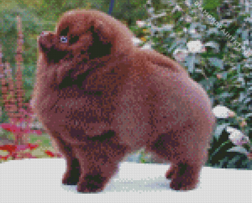 Chocolate Pomeranian Diamond Painting