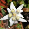 Edelweiss Plant Diamond Painting