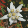 Edelweiss Plant Diamond Painting