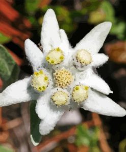 Edelweiss Plant Diamond Painting