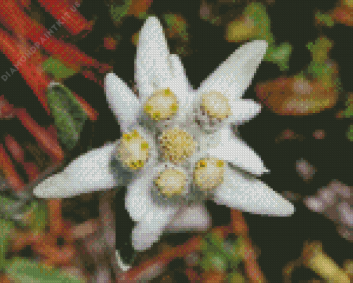 Edelweiss Plant Diamond Painting