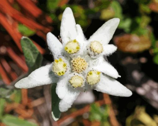 Edelweiss Plant Diamond Painting