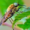 Horse Fly On Leaf Diamond Painting