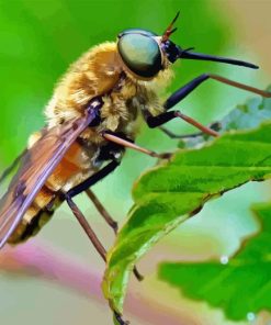 Horse Fly On Leaf Diamond Painting