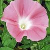 Light Pink Morning Glory Diamond Painting