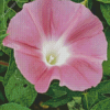 Light Pink Morning Glory Diamond Painting