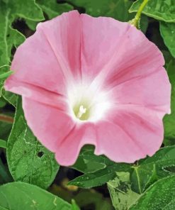 Light Pink Morning Glory Diamond Painting