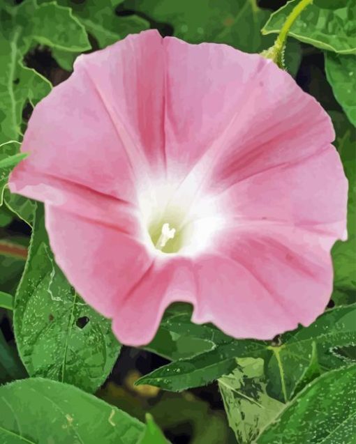 Light Pink Morning Glory Diamond Painting