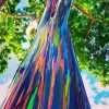 Rainbow Eucalyptus Tree Diamond Painting