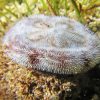 Sand Dollar Animal Diamond Painting