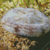 Sand Dollar Animal Diamond Painting