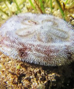 Sand Dollar Animal Diamond Painting