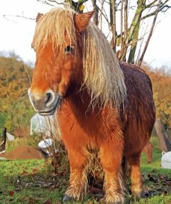 Shetland Pony Horse Diamond Painting