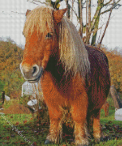 Shetland Pony Horse Diamond Painting