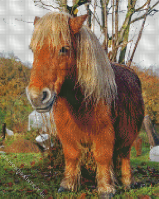 Shetland Pony Horse Diamond Painting