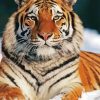 Siberian Tiger Snow Diamond Painting