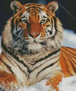 Siberian Tiger Snow Diamond Painting