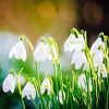 Snowdrops White Flowers Diamond Painting