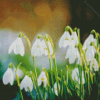 Snowdrops White Flowers Diamond Painting